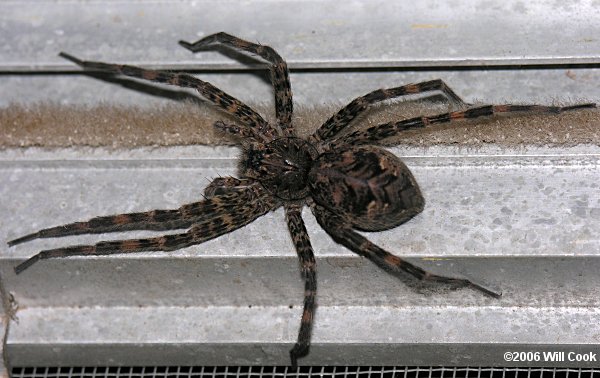 Dolomedes tenebrosus (Fishing Spider)