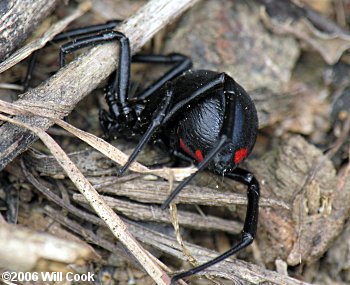 Southern Black Widow (Latrodectus mactans)