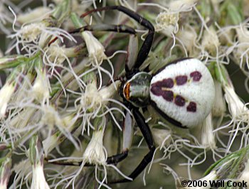 Misumenoides formosipes (Whitebanded Crab Spider)