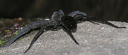 Dolomedes vittatus (Fishing Spider)