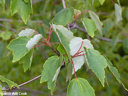 Drummond's Red Maple (Acer rubrum var. drummondii)