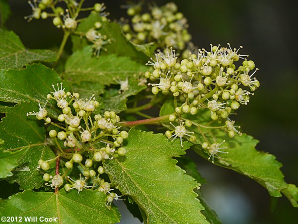 Amur Maple (Acer ginnala) leaf
