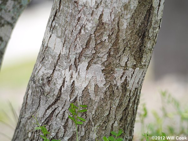 Amur Maple (Acer ginnala) leaf