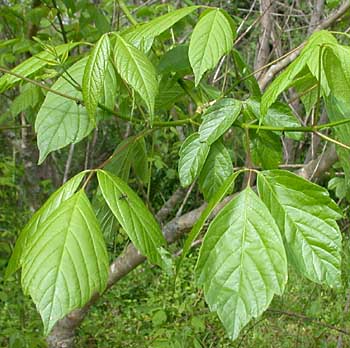 Boxelder (Acer negundo) leaves