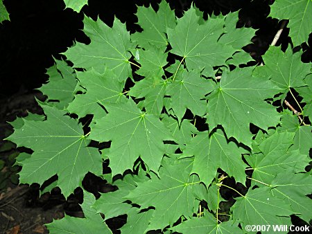 norway maple leaves