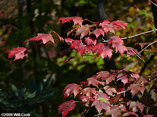 Red Maple (Acer rubrum var. rubrum) fall foliage
