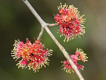 Carolina Red Maple (Acer rubrum var. trilobum)