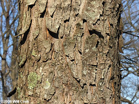 Red Maple (Acer rubrum var. rubrum) bark
