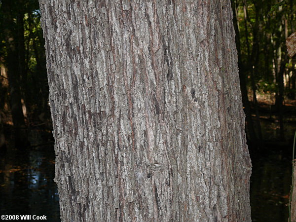 Carolina Red Maple (Acer rubrum var. trilobum) bark
