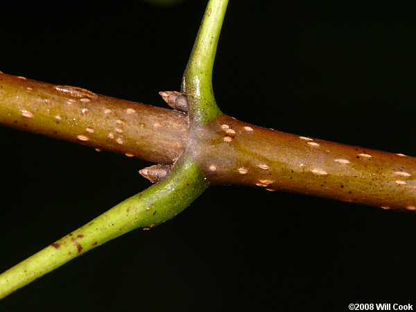 Sugar Maple (Acer saccharum) buds