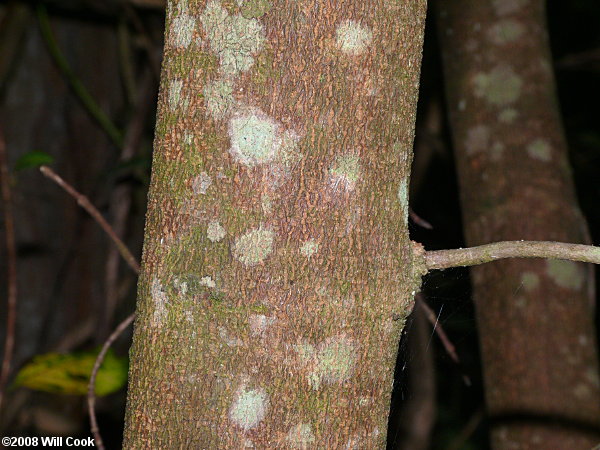Sugar Maple (Acer saccharum) bark