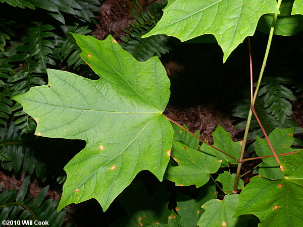 Sugar Maple (Acer saccharum) leaf