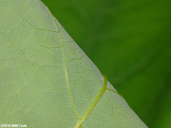 Sugar Maple (Acer saccharum) leaf
