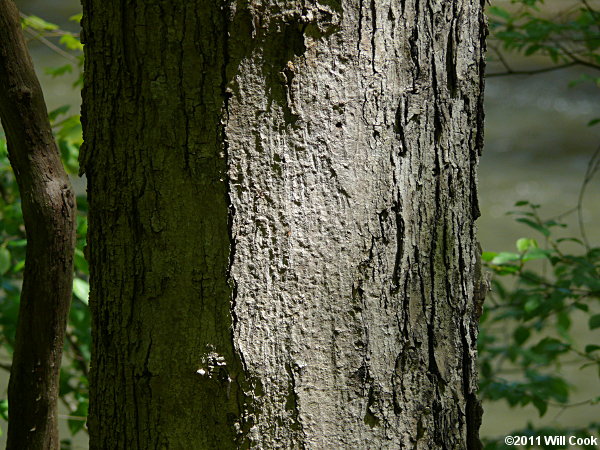 Sugar Maple (Acer saccharum) bark