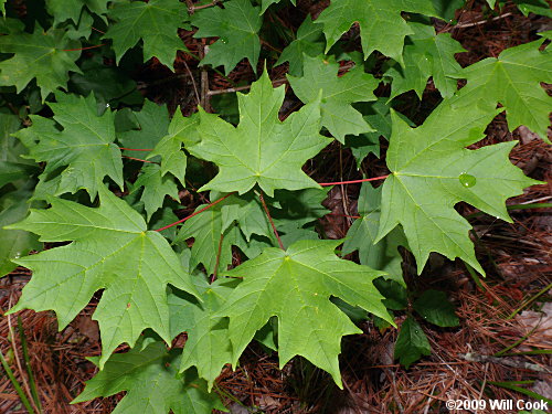 Sugar Maple (Acer saccharum) leaves