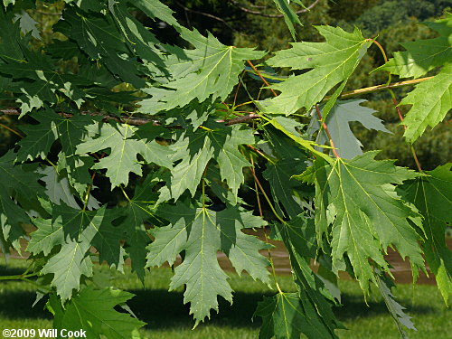Silver Maple (Acer saccharinum) leaves