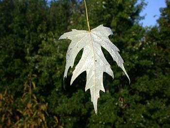Silver Maple (Acer saccharinum) leaf