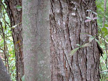 Silver Maple (Acer saccharinum) bark