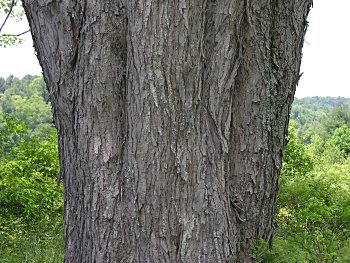 Silver Maple (Acer saccharinum) bark