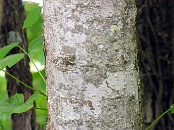 Painted Buckeye (Aesculus sylvatica) bark