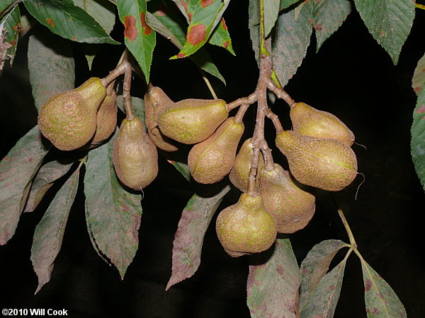 Painted Buckeye (Aesculus sylvatica) fruit