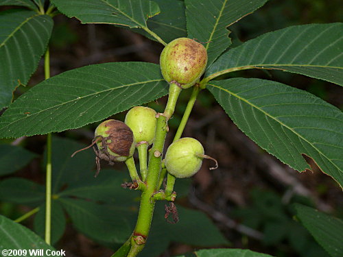 Painted Buckeye (Aesculus sylvatica) fruit