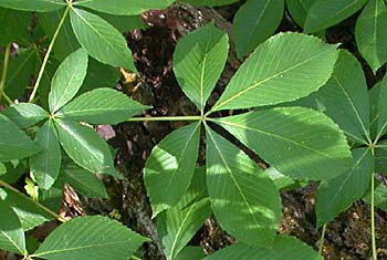 Painted Buckeye (Aesculus sylvatica) leaves