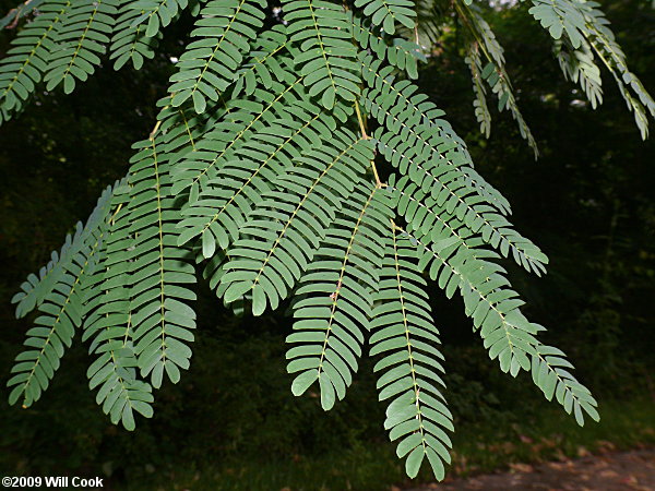 Kalkora Mimosa (Albizia kalkora) leaf