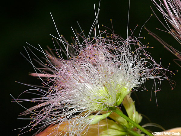 Kalkora Mimosa (Albizia kalkora)