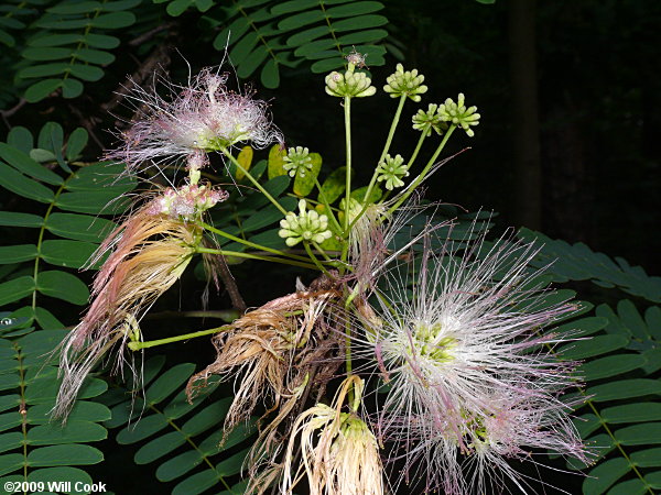 Kalkora Mimosa (Albizia kalkora) flowers