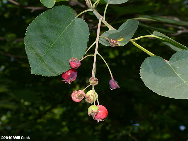 Common Serviceberry (Amelanchier arborea) fruit