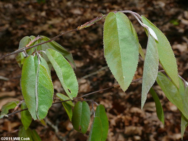 Common Serviceberry (Amelanchier arborea) leaves