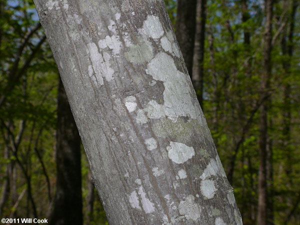 Common Serviceberry (Amelanchier arborea) bark
