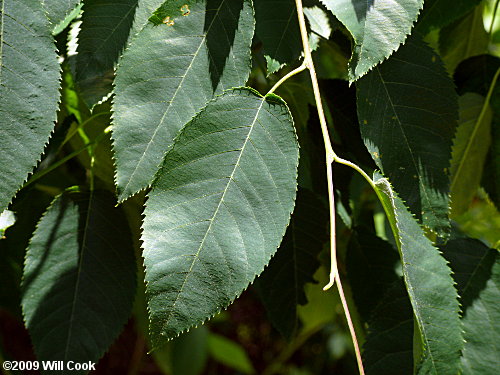 Common Serviceberry (Amelanchier arborea) leaves