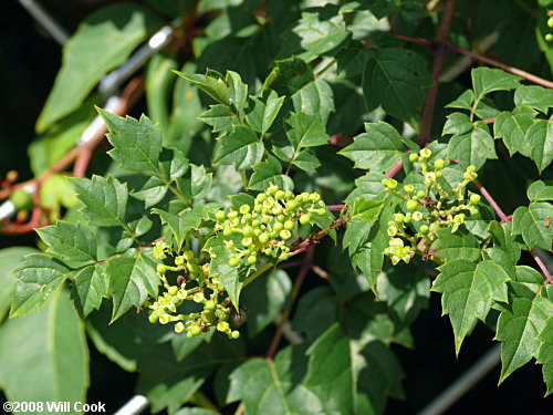 Peppervine (Ampelopsis arborea)