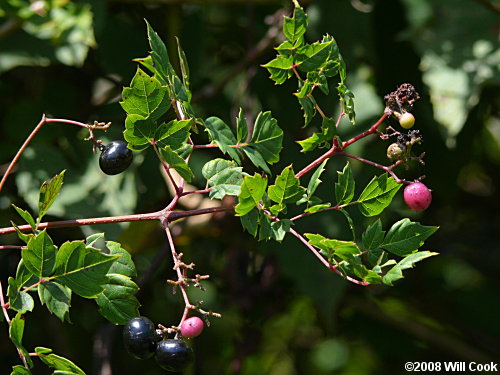 Peppervine (Ampelopsis arborea)