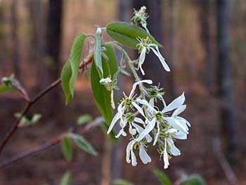 Canadian Serviceberry (Amelanchier canadensis)