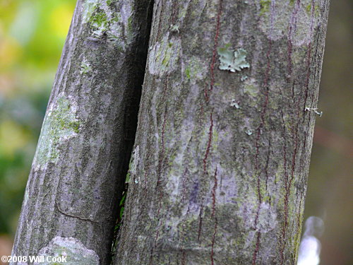 Canadian Serviceberry (Amelanchier canadensis) bark