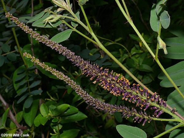 Tall Indigo-bush (Amorpha fruticosa)