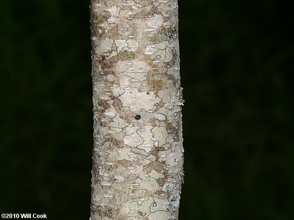 Tall Indigo-bush (Amorpha fruticosa) bark