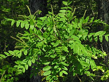 Tall Indigo-bush (Amorpha fruticosa)