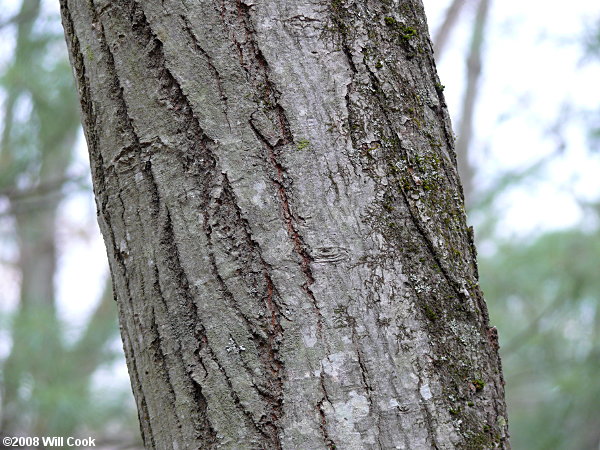 Allegheny Serviceberry (Amelanchier laevis) bark