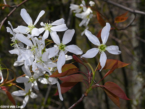 Allegheny Serviceberry (Amelanchier laevis) flowers