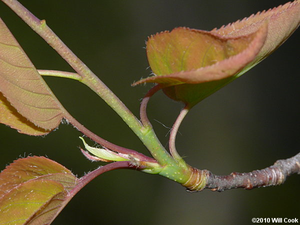 Allegheny Serviceberry (Amelanchier laevis)