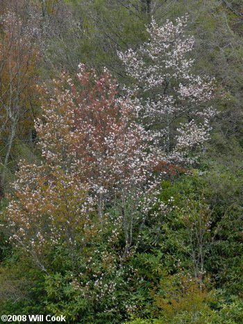 Allegheny Serviceberry (Amelanchier laevis) tree