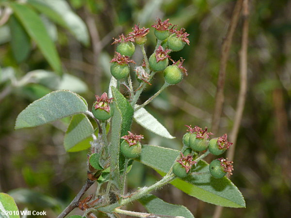 Coastal Plain Serviceberry (Amelanchier obovalis)