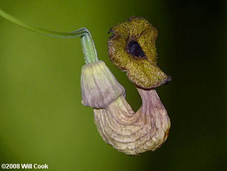 Pipevine (Isotrema macrophyllum) flower