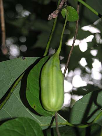 Pipevine (Isotrema macrophyllum)