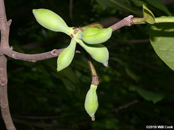 Pawpaw (Asimina triloba) fruits