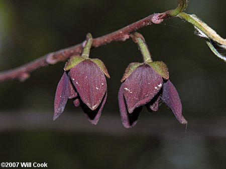 Pawpaw (Asimina triloba) flowers